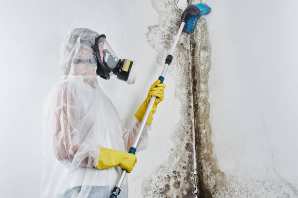 Professional Mold Removal in Chena Ridge, AK