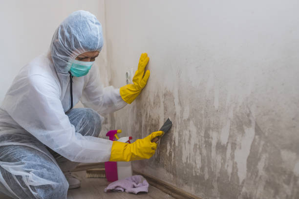 Best Local Mold Removal Service  in Chena Ridge, AK