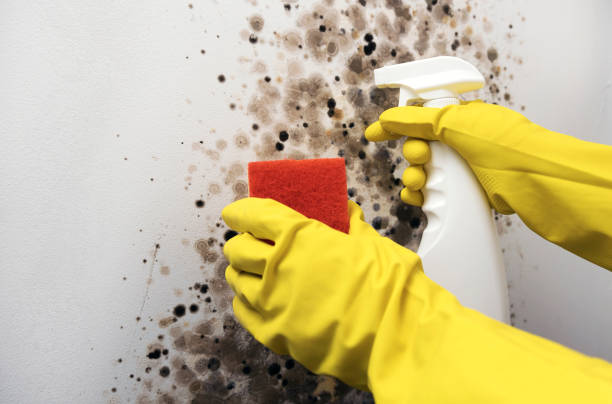 Best Local Mold Removal Service  in Chena Ridge, AK
