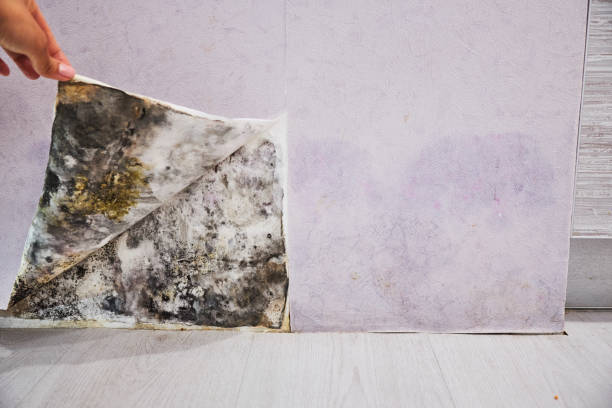 Best Office Mold Removal Services  in Chena Ridge, AK